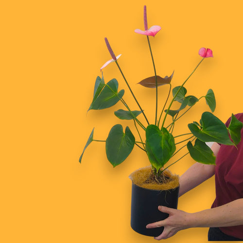 Anthurium Pot Pink