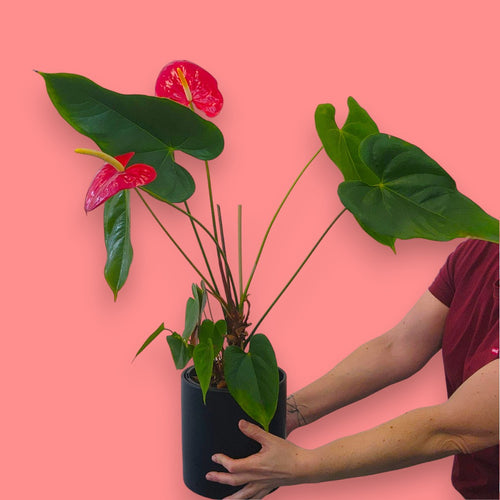 Anthurium Pot Red