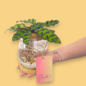 Calathea Plant grown in water, also known as a hydro vase, by Bribie Island Flower Co