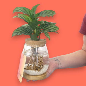 Calathea Plant grown in water, also known as a hydro vase, by Bribie Island Flower Co