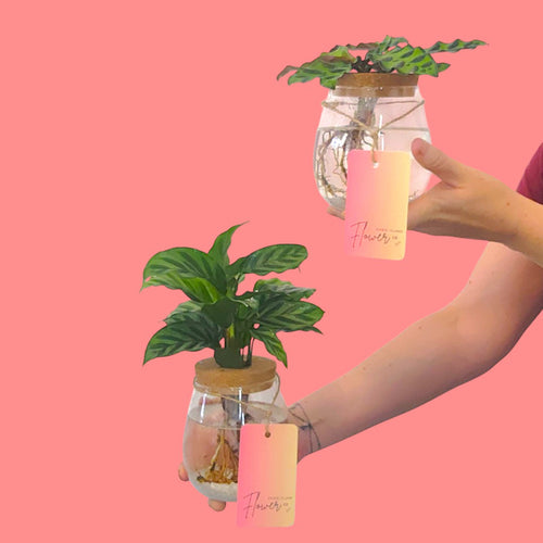 Calathea Plant grown in water, also known as a hydro vase, by Bribie Island Flower Co