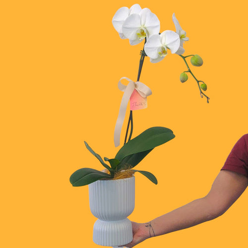 Phalaenopsis Orchid