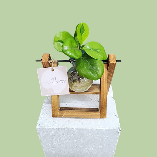 Framed Propagation Station - Single
