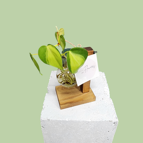 Suspended Propagation Station - Single