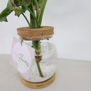 Syngonium Hydro Vase