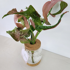 Syngonium Hydro Vase