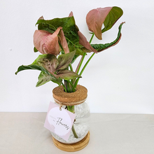 Load image into Gallery viewer, Syngonium Hydro Vase